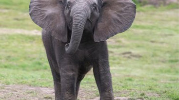 Elle Bee is going on safari!