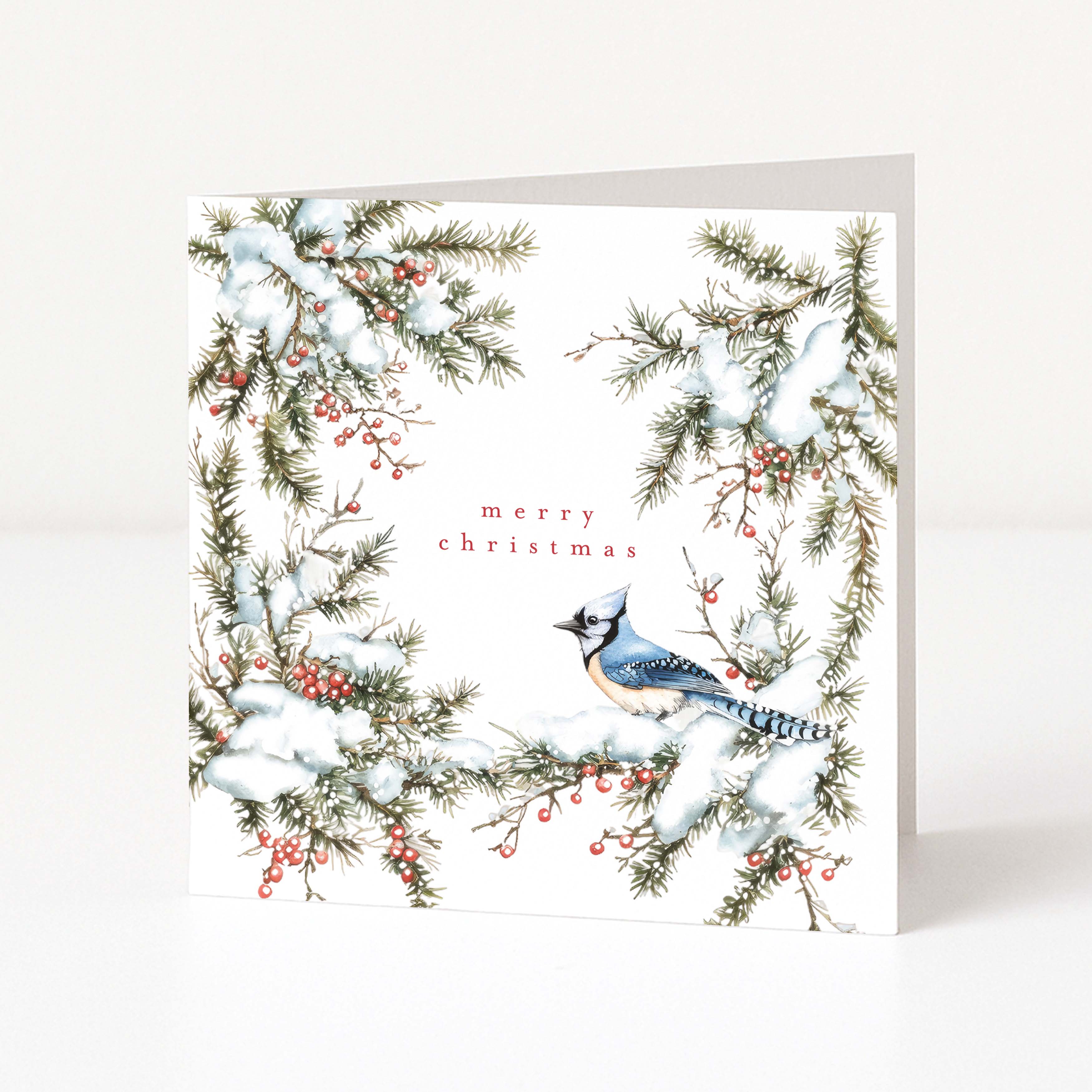 A square Christmas greeting card with a white background, featuring a border of snow-covered pine branches with red berries and a blue jay perched on the lower right. The words 'merry christmas' are printed in small red letters near the centre.