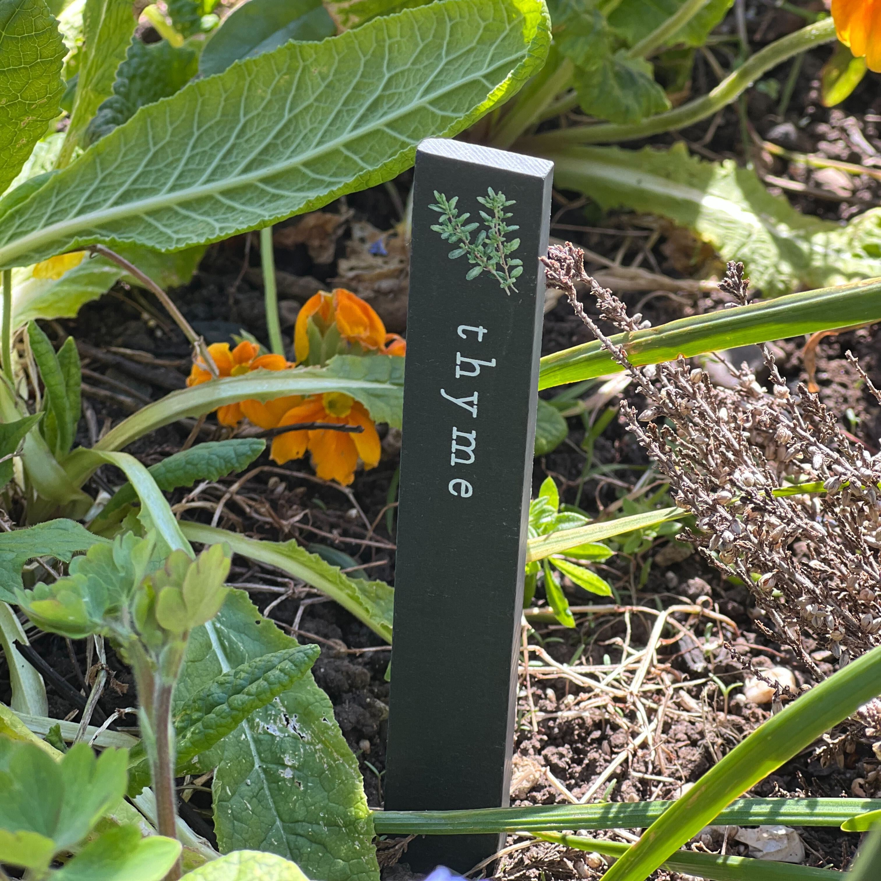 Thyme plant marker in a garden with green leaves and orange flowers.